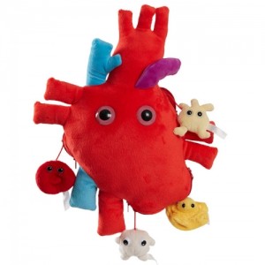 GM CUORE XL E MINI Heart organ minis